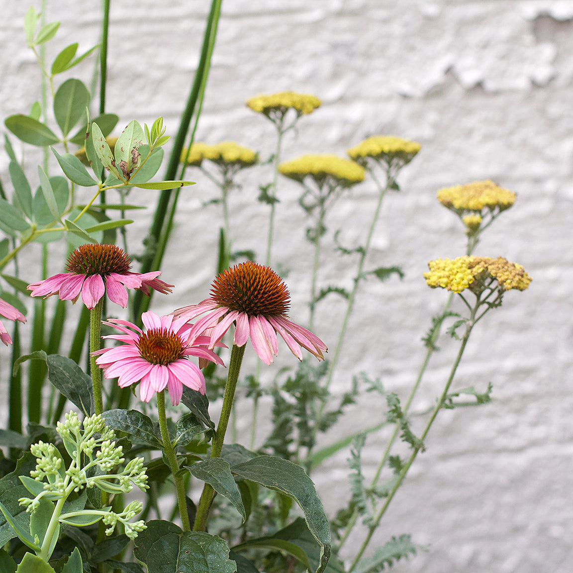 Perennials