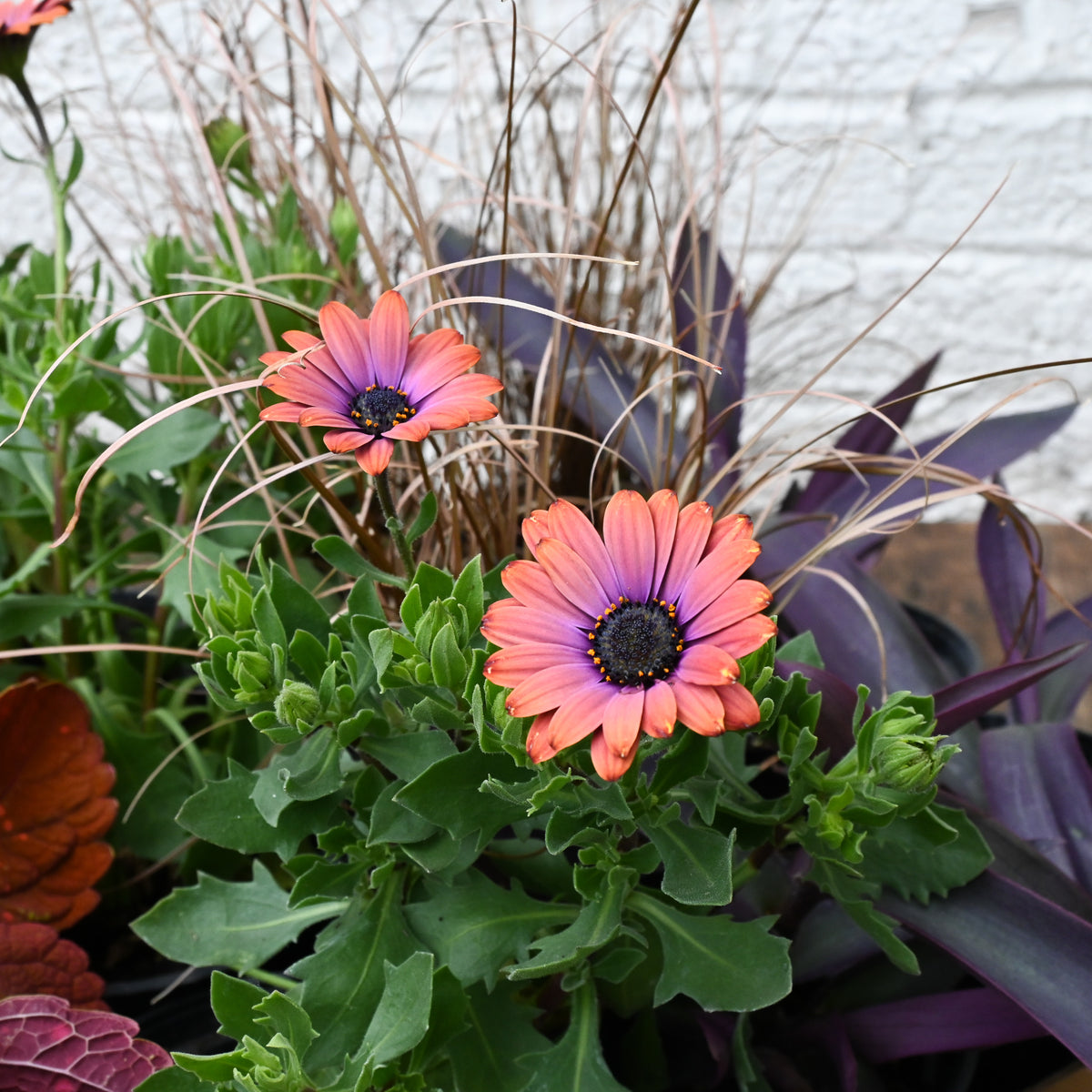Summer Annuals & Accents