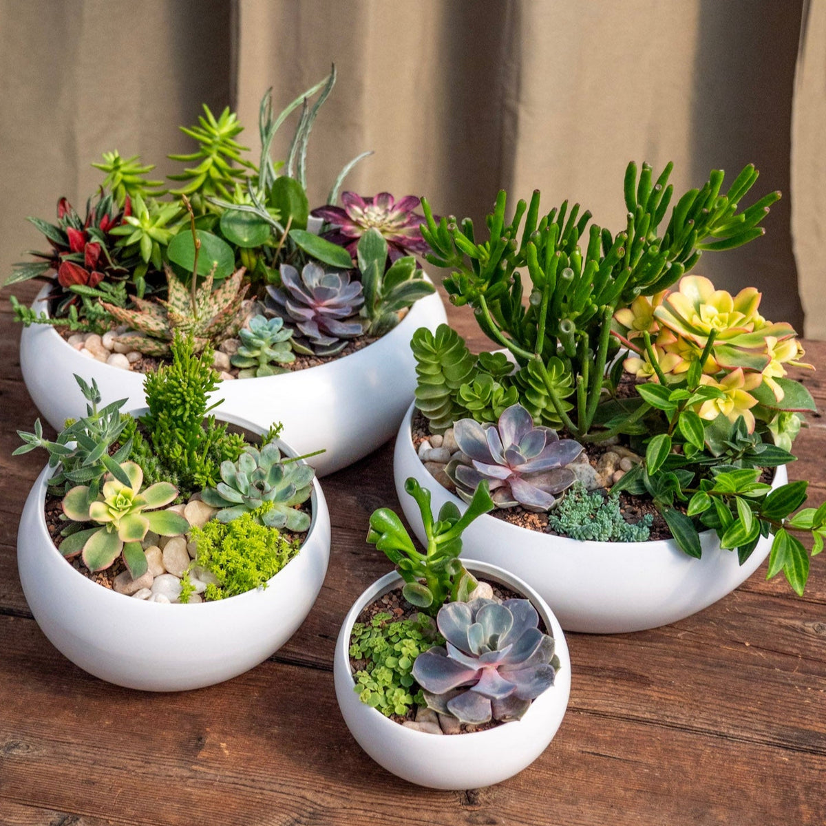 succulent center Tangletown Designed Succulent Bowl – Tangletown Gardens