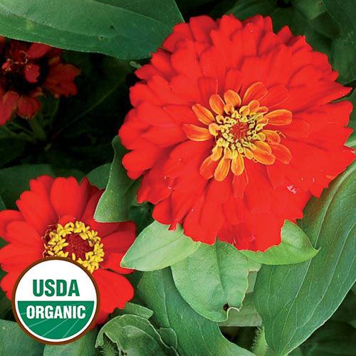 Seed Savers Exchange Zinnia