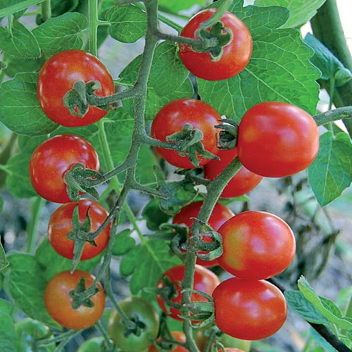 Seed Savers Exchange - Mexico Midget Tomato – Tangletown Gardens