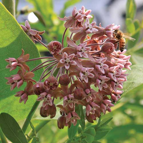 milkweed from seed to flower Seed Savers Exchange