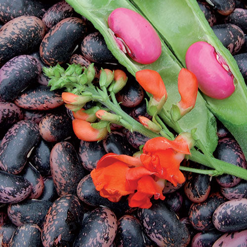 Seed Savers Exchange