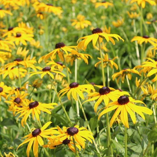 black eyed susan planting from seed Seed Savers Exchange