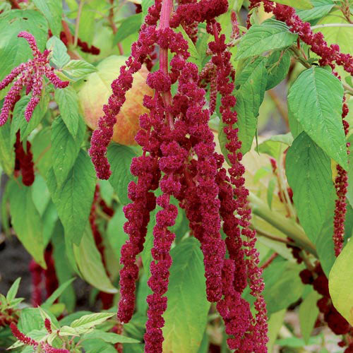 Seed Savers Exchange Love-Lies-Bleeding