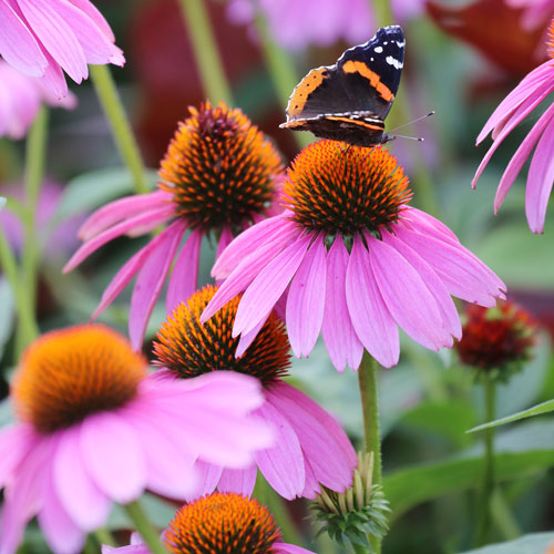 echinacea purple coneflower seeds Seed Savers Exchange