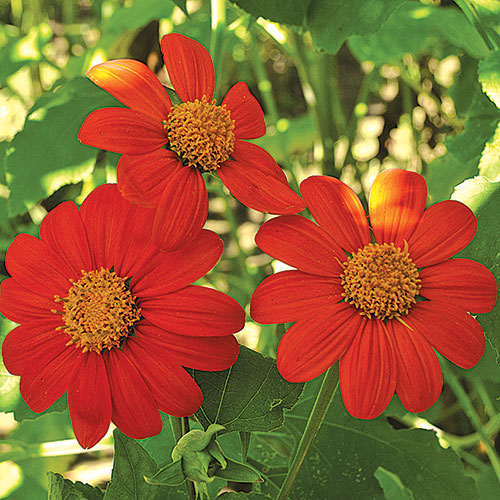 Seed Savers Exchange