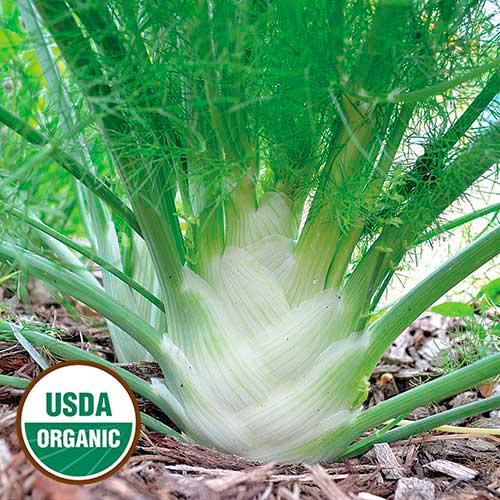 fennel flower seeds Seed Savers Exchange