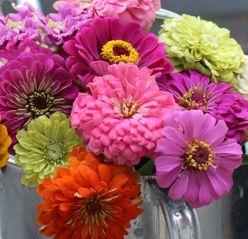 zinnia flower seed mix Seed Savers Exchange