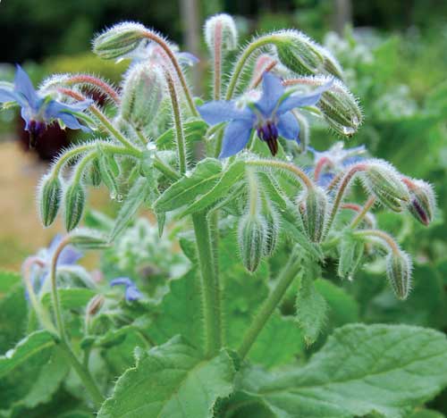 Seed Savers Exchange