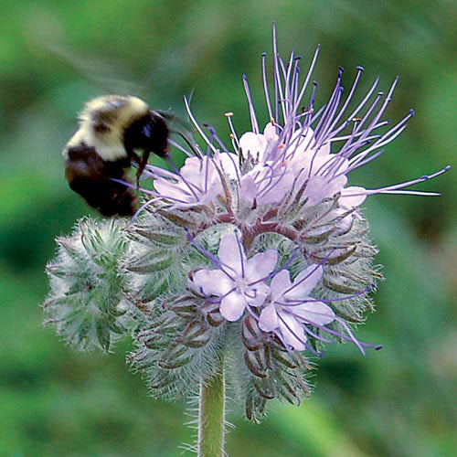 flower seeds for honey bees Seed Savers Exchange