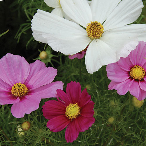 garden cosmos seeds Seed Savers Exchange