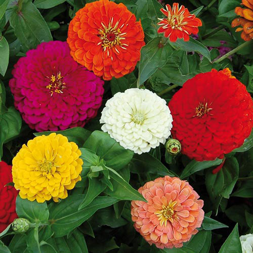 Seed Savers Exchange Benary's Giant Zinnia