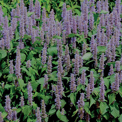 lavender self seeding Seed Savers Exchange