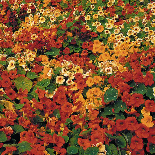 garden nasturtium seeds Seed Savers Exchange