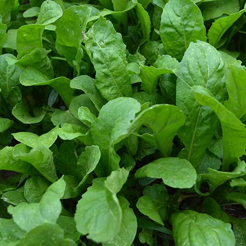 apollo planted the seed Seed Savers Exchange