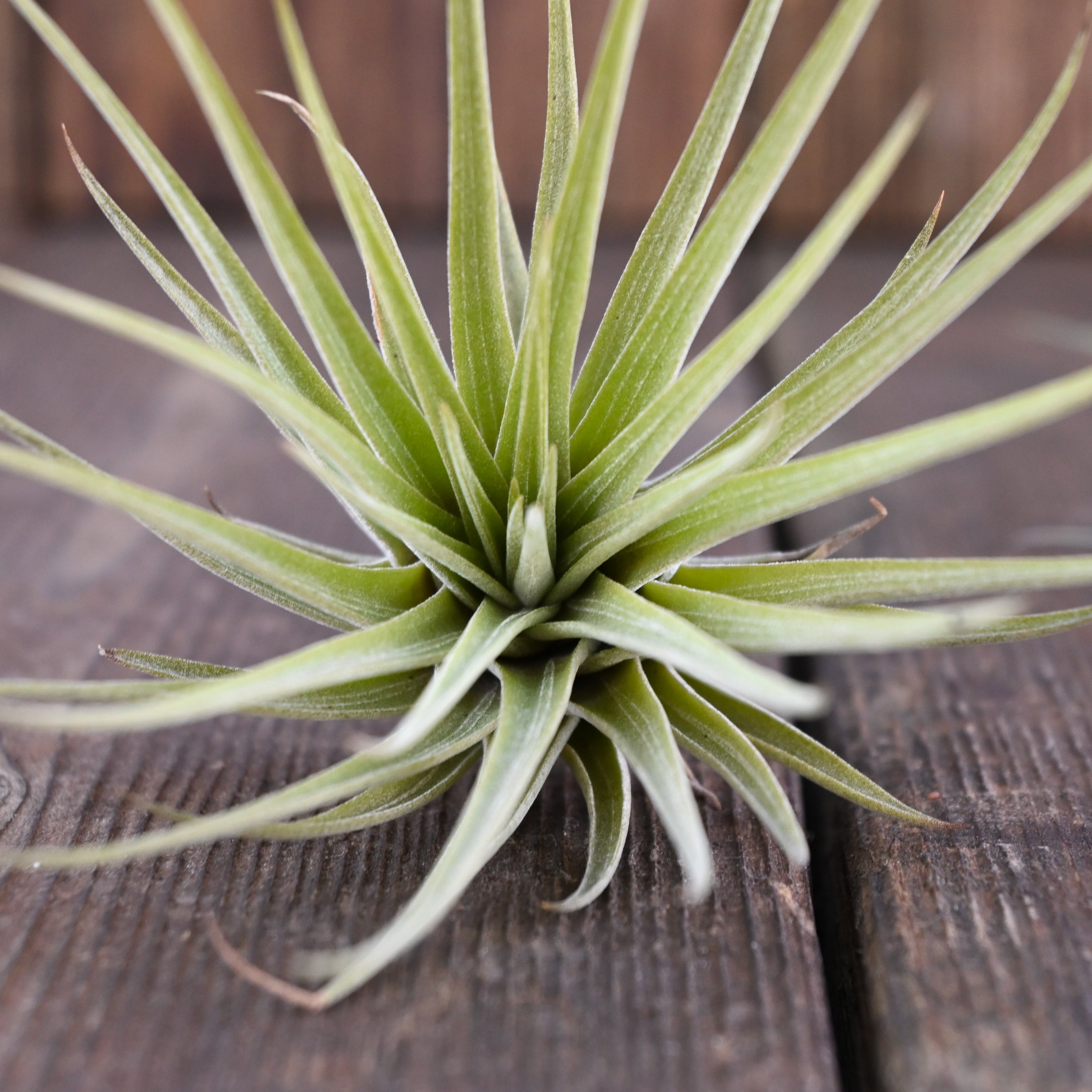 Tillandsia