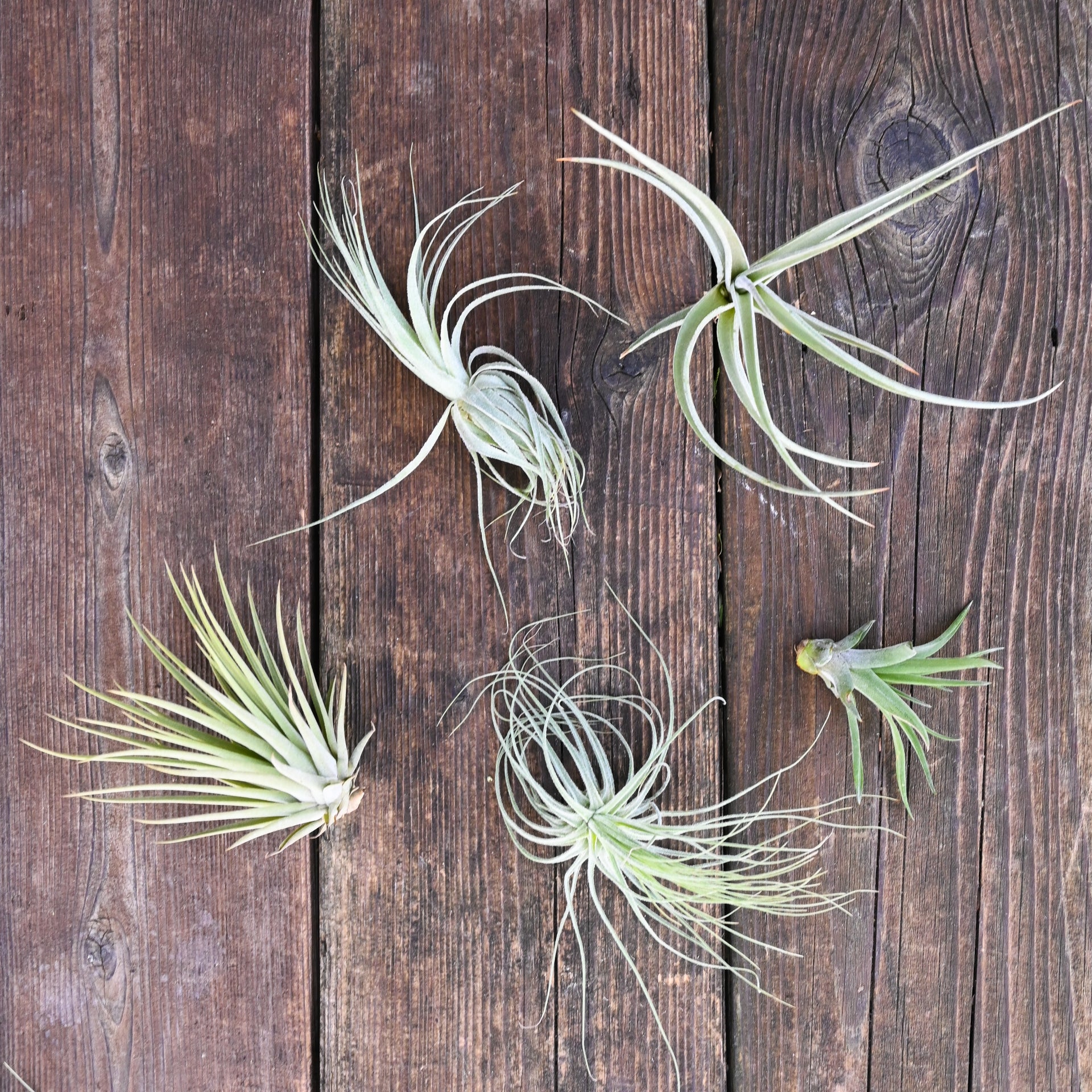 Tillandsia