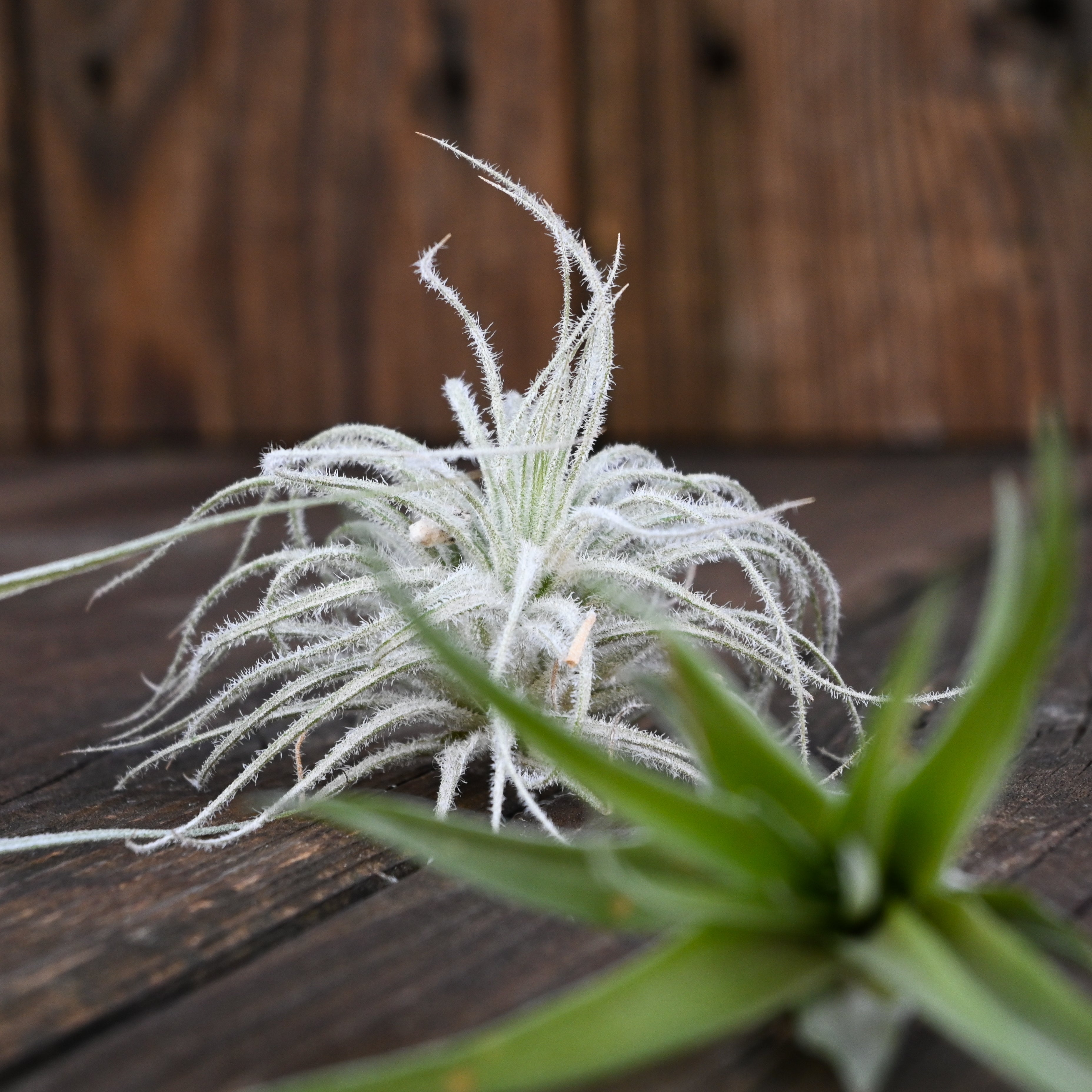 Tillandsia - Collection of 5 Air Plants  Tangletown Gardens