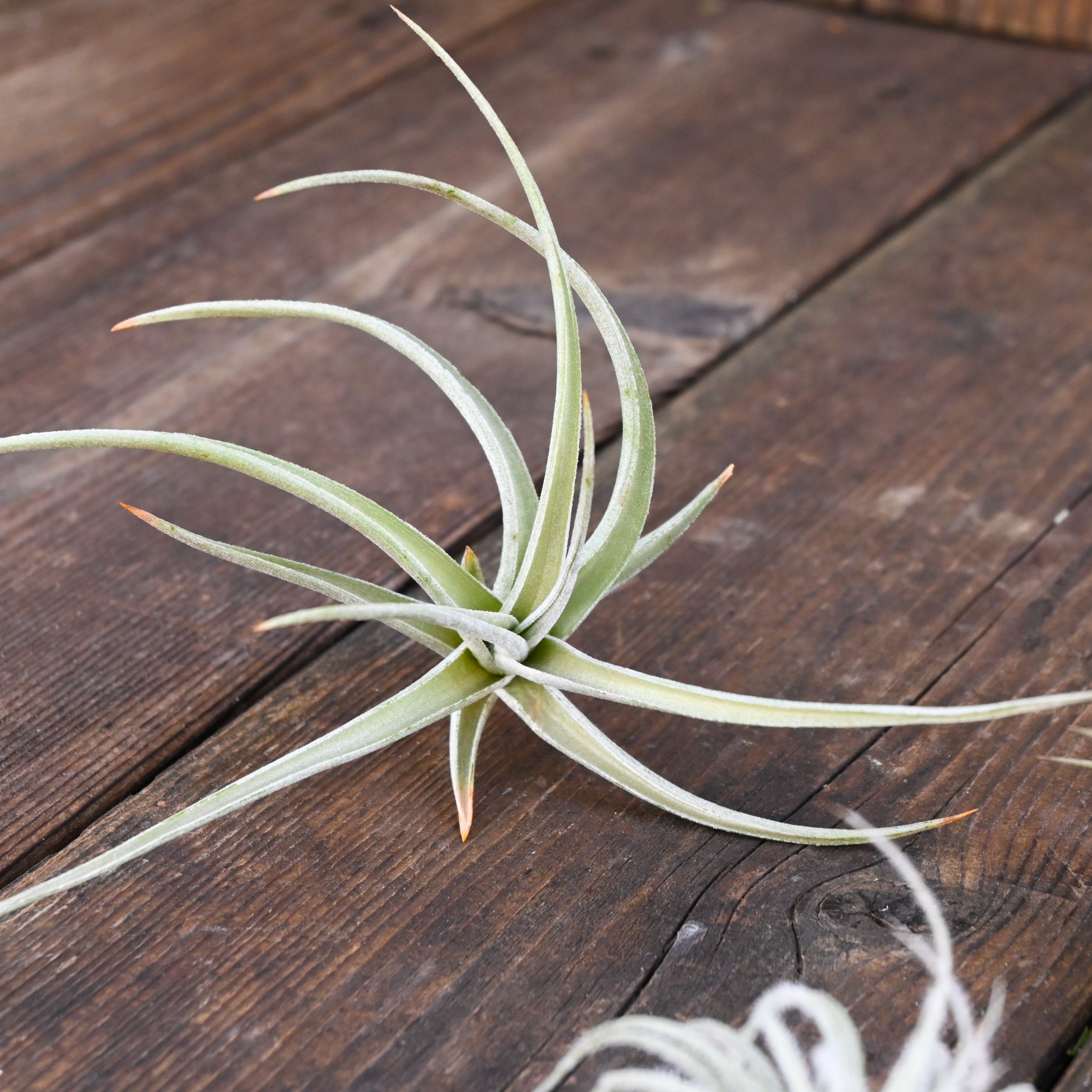 Tillandsia - Collection of 5 Air Plants – Tangletown Gardens