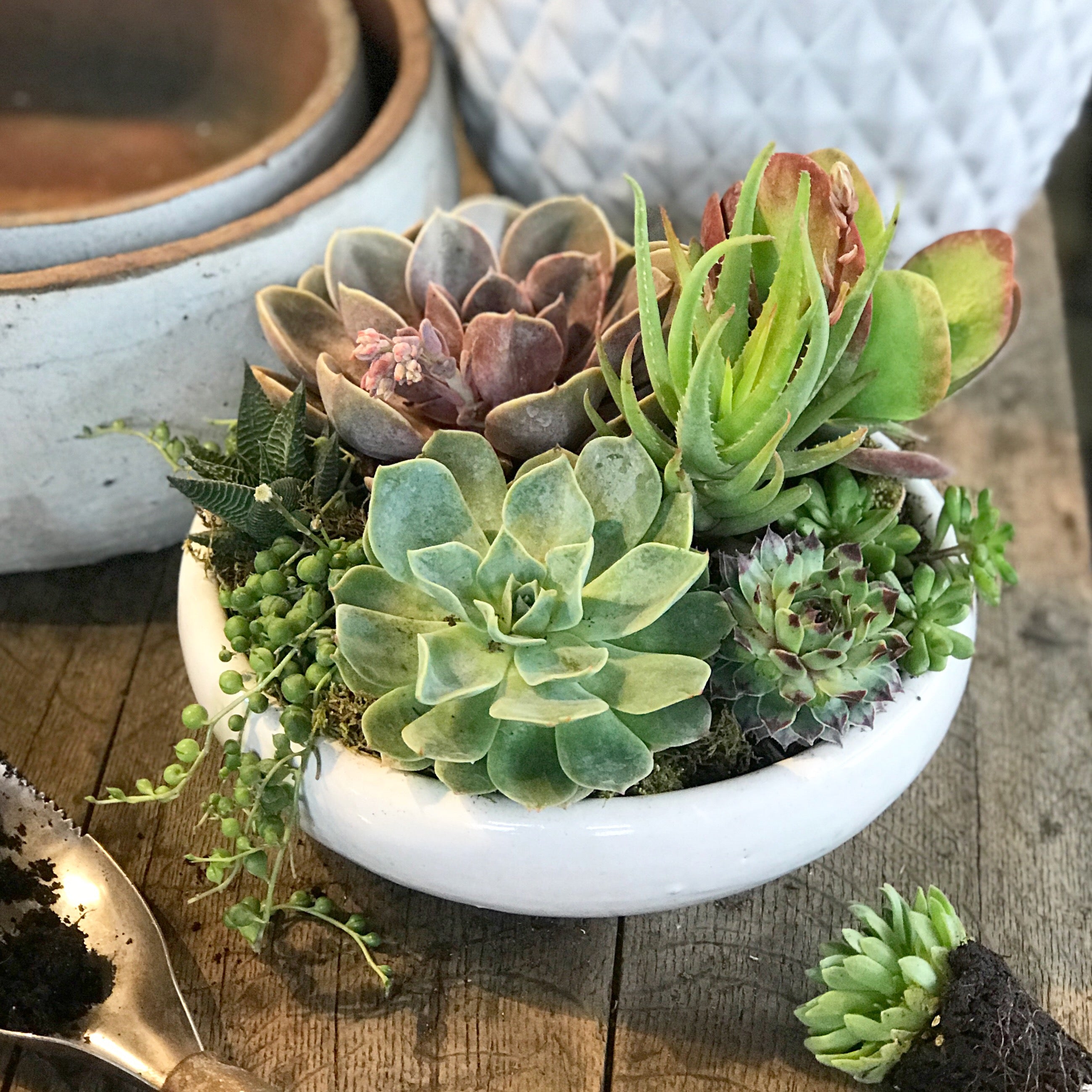 succulent garden charles town wv Private Workshops – Tangletown Gardens