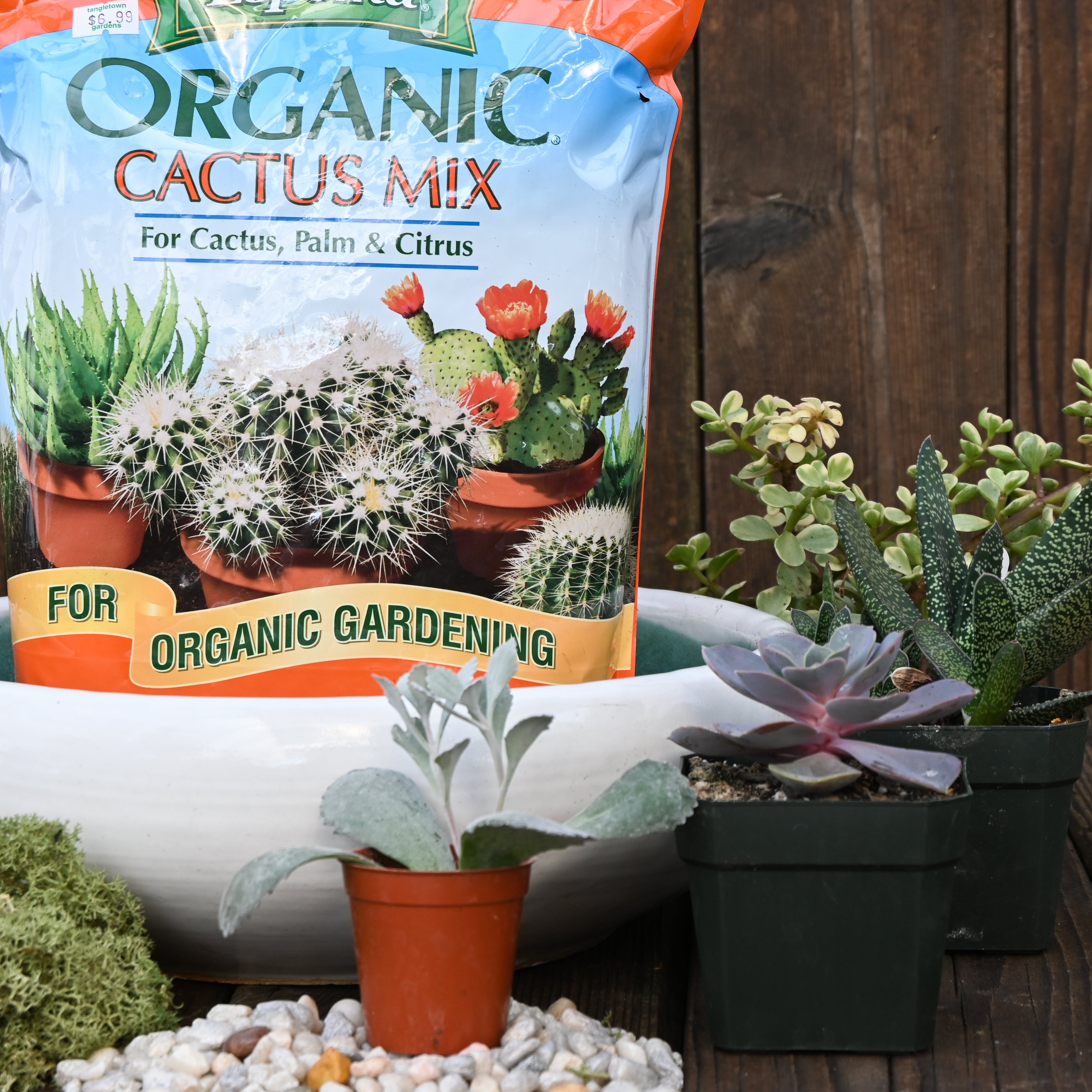Succulent Bowl Potting Kit