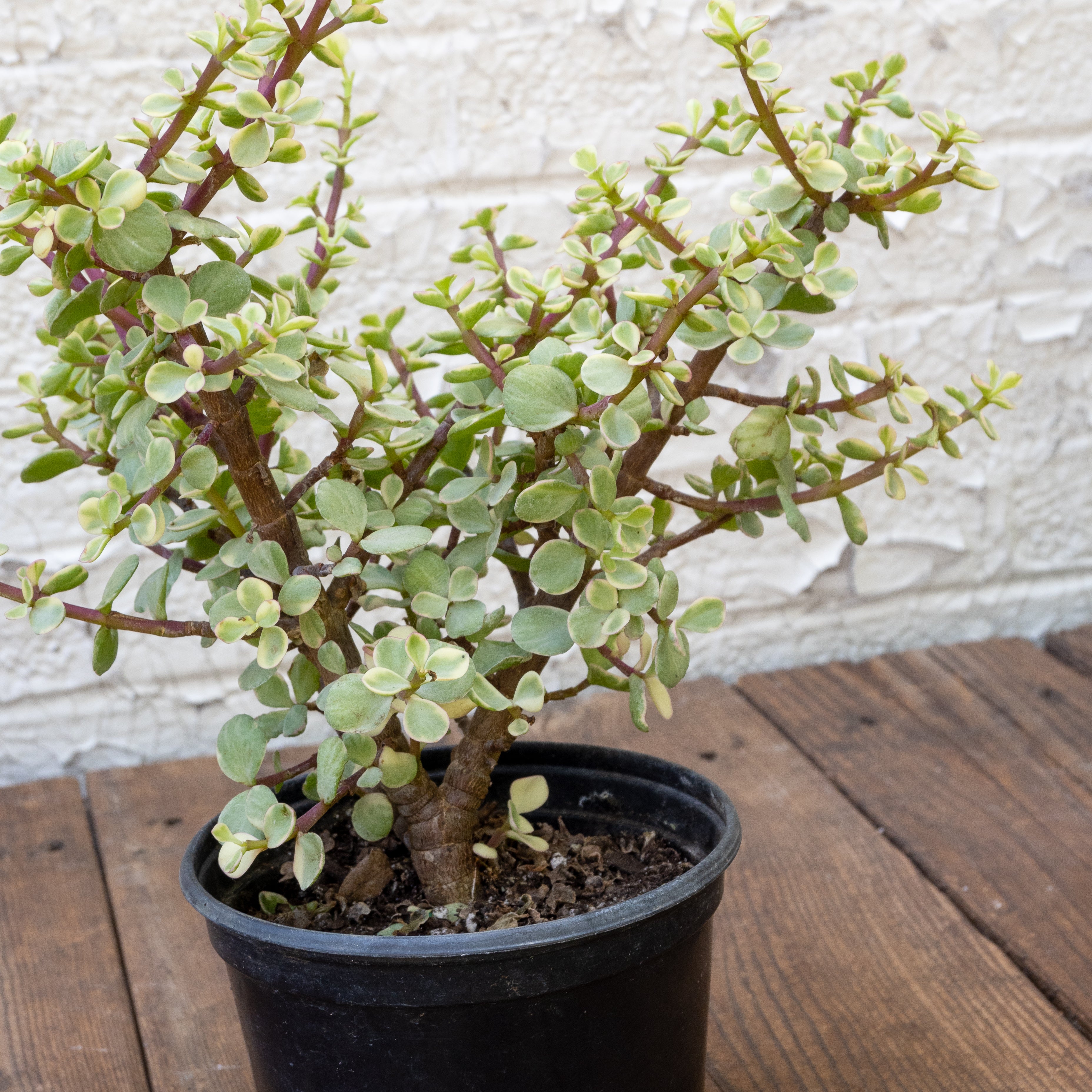 High Light Succulent Gift Set – Tangletown Gardens