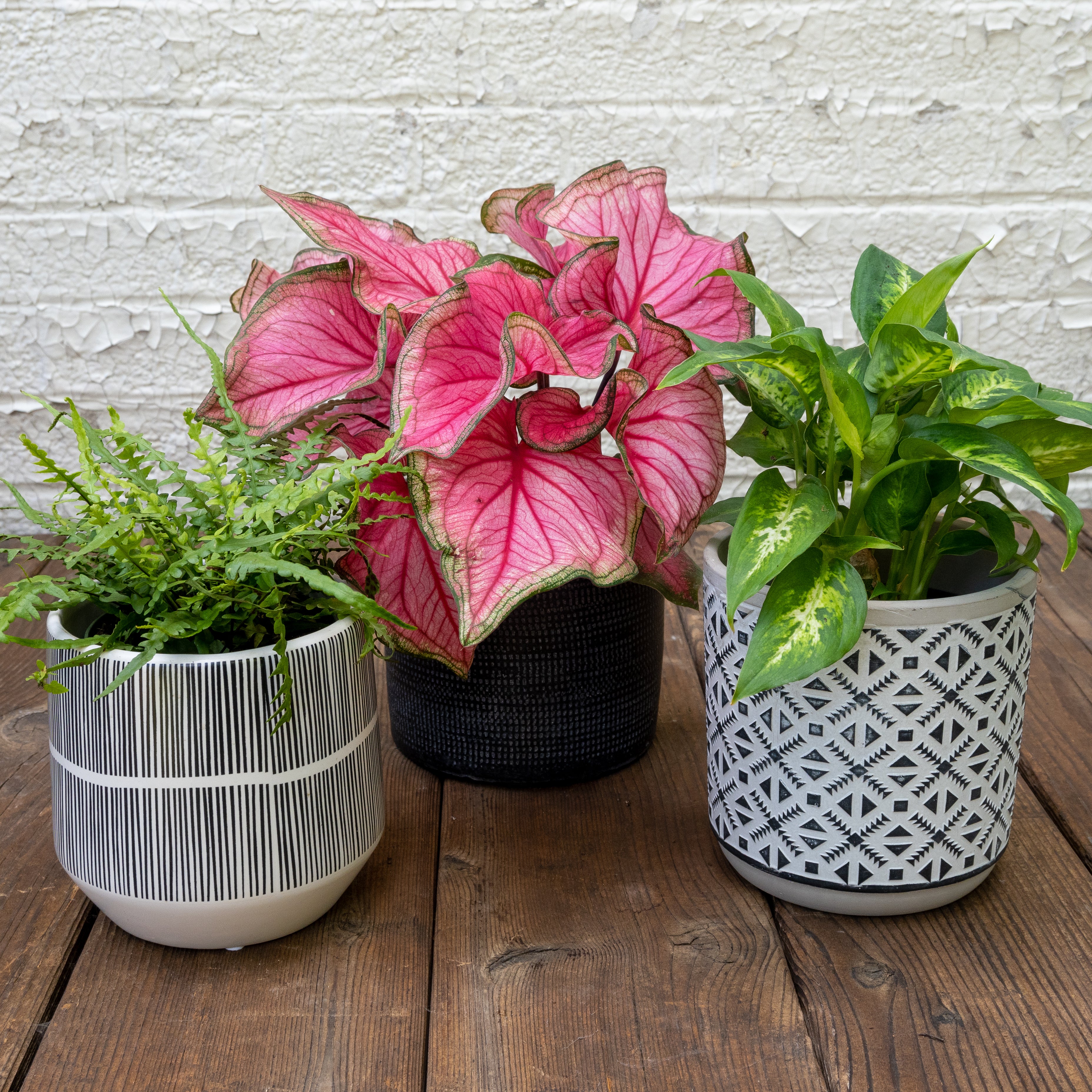 Low Light Houseplants Gift Set – Tangletown Gardens