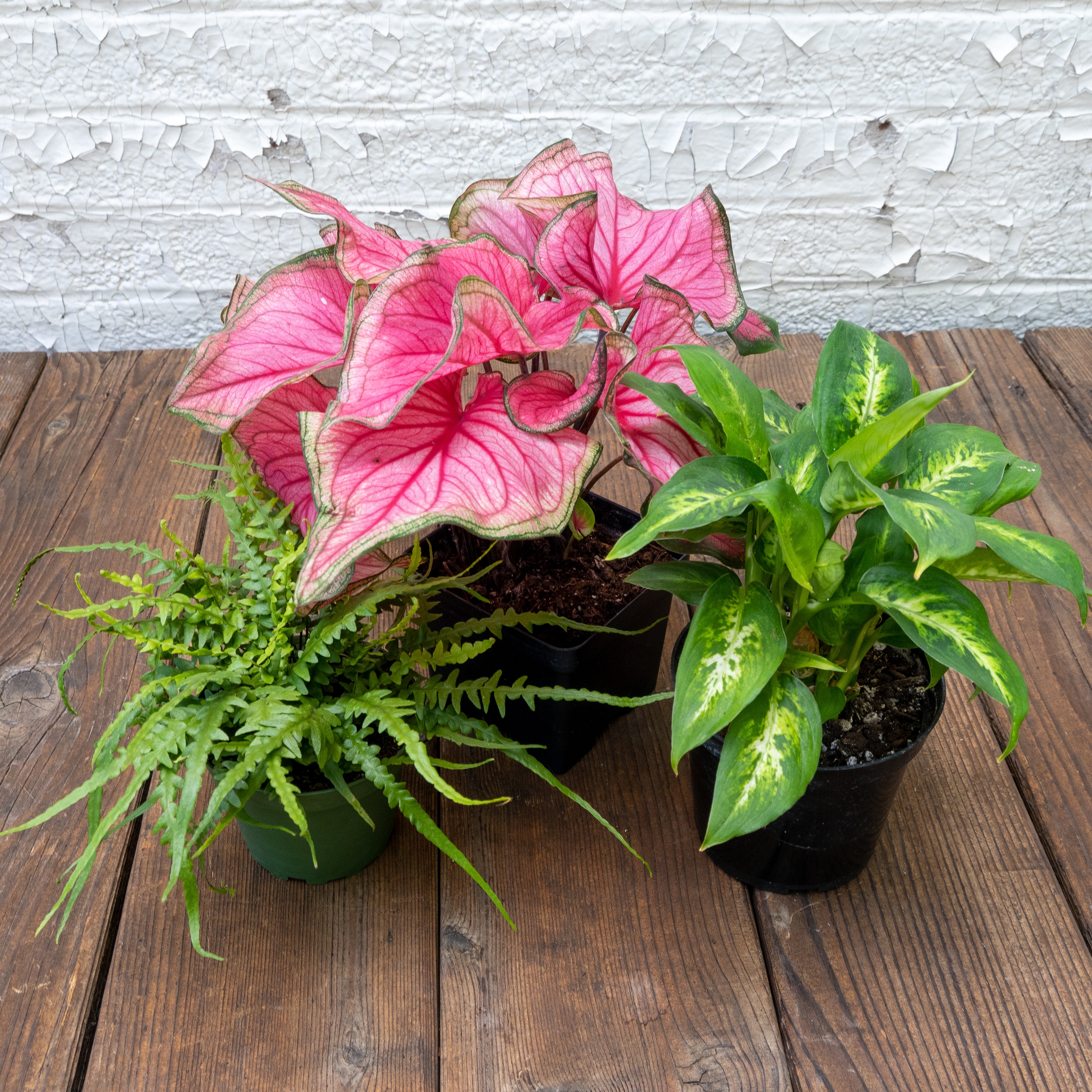 Low Light Houseplants Gift Set – Tangletown Gardens