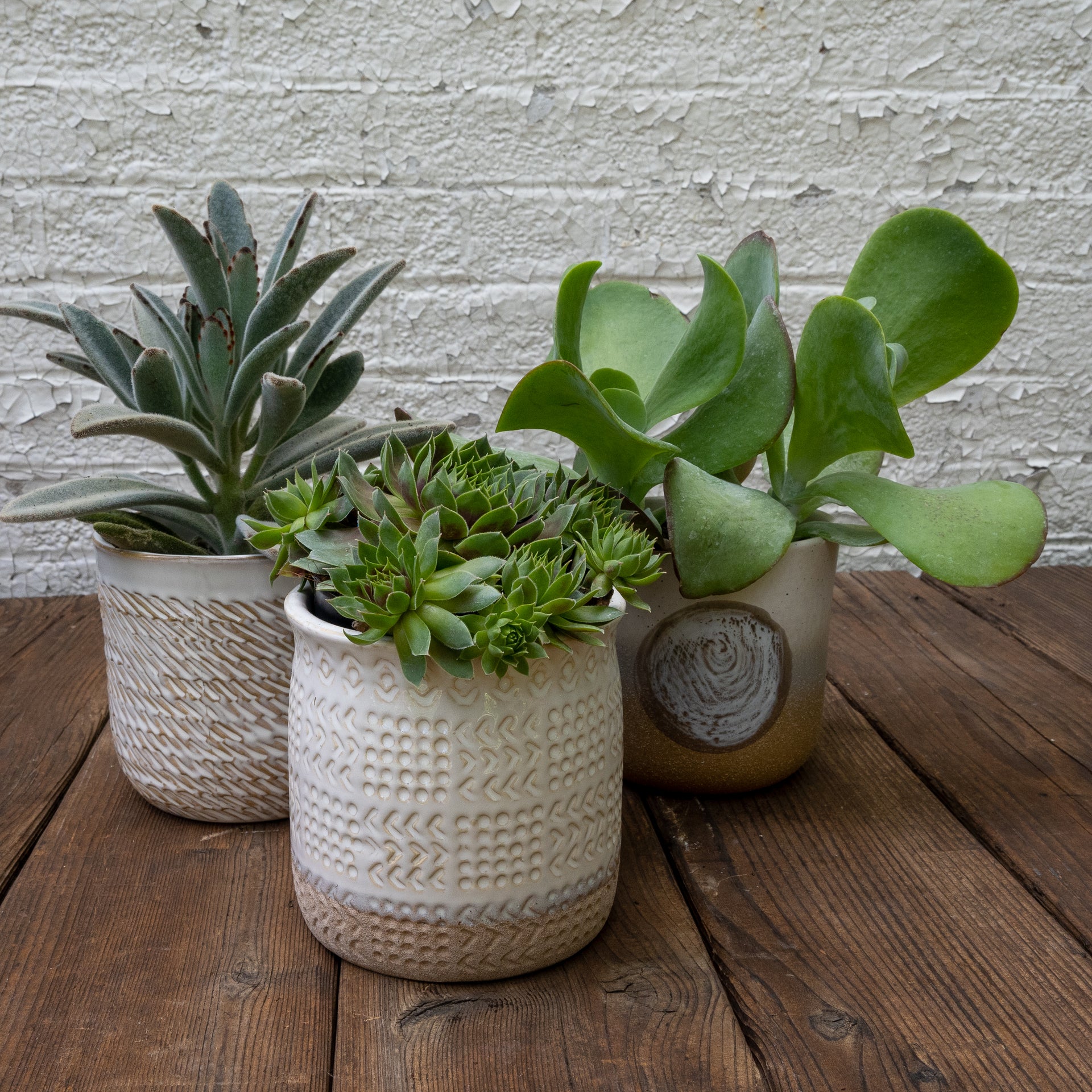 succulent pot set High Light Succulent Gift Set – Tangletown Gardens