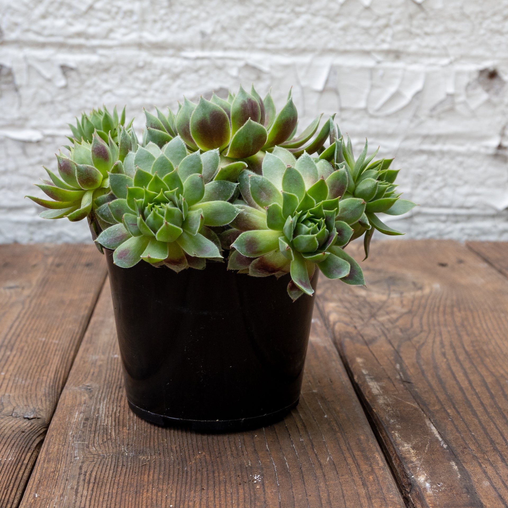 succulent plant gift set High Light Succulent Gift Set – Tangletown Gardens