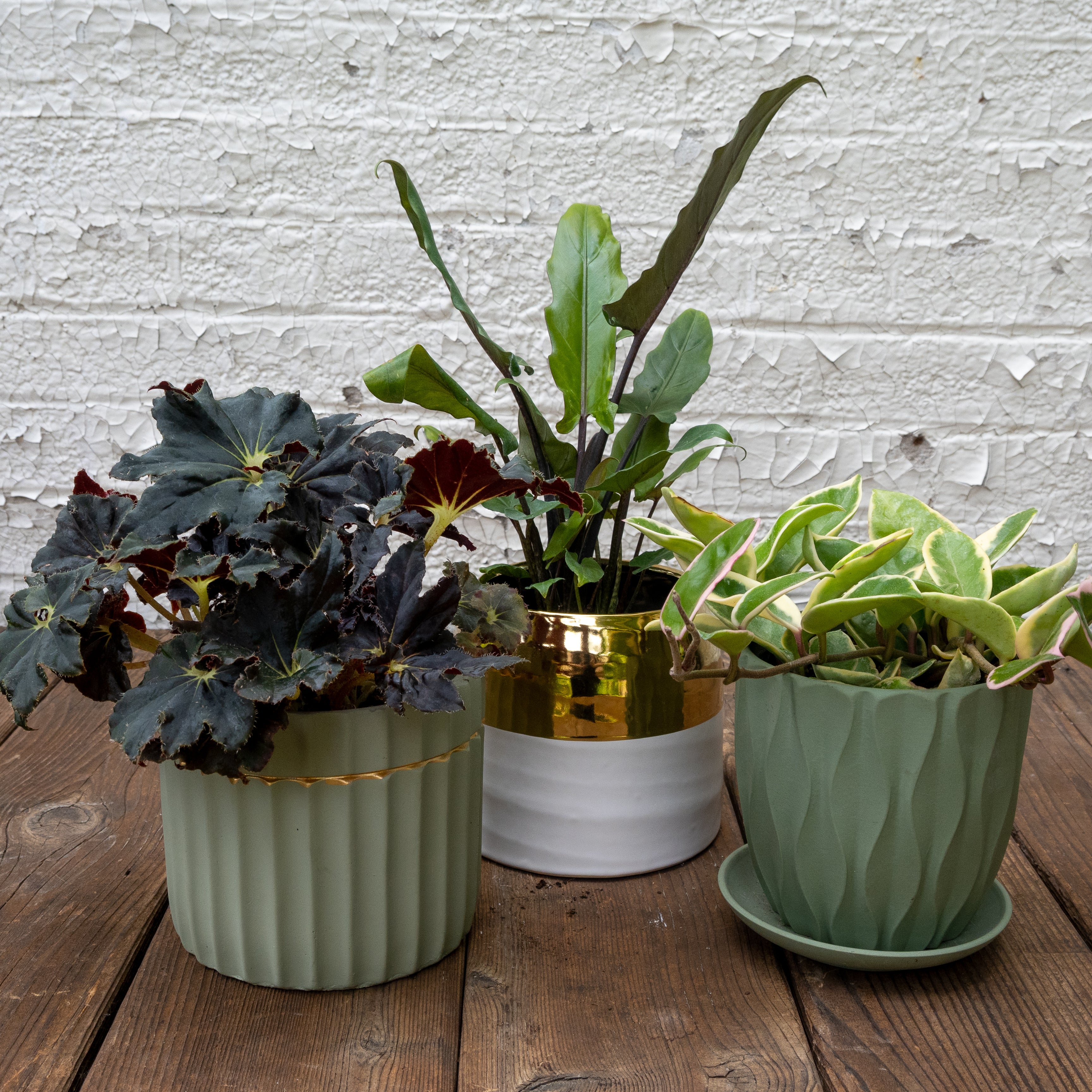 indoor plants for bright light Bright Light Houseplants Gift Set – Tangletown Gardens